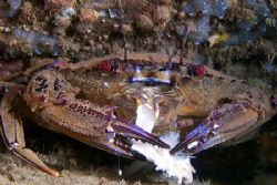 Velvet swimming crab - eating remains of a fish.
Trefor ... by Mark Thomas 